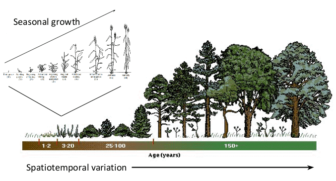 NDVI