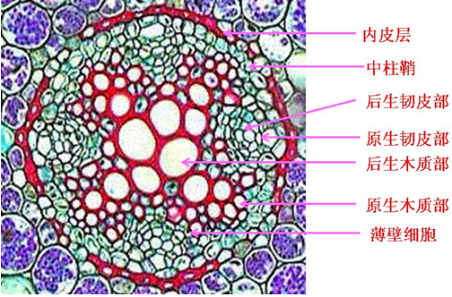 根系后生木質(zhì)部