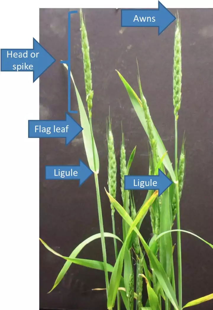 芒（Awns）、穗（Spike）、旗葉（Flag leaf）、葉舌（Ligule）